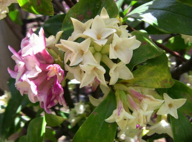 一花一世界，一香一传奇——深入探索瑞香花的芬芳之源！