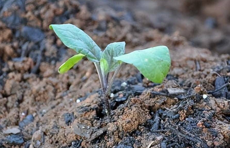 茄子籽能种出来茄子吗？茄子籽的种植秘籍，种出你的专属绿色蔬菜！