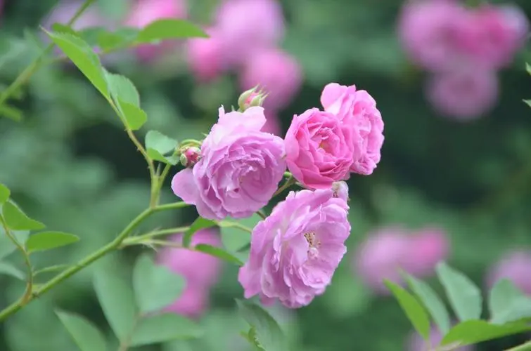 蔷薇花开花盛宴：揭秘蔷薇花绽放时间，共赴一场视觉与嗅觉的双重盛宴！