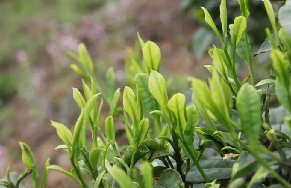 茶叶是树的叶子吗？茶叶不仅是茶树上的叶子，更是千年文化的