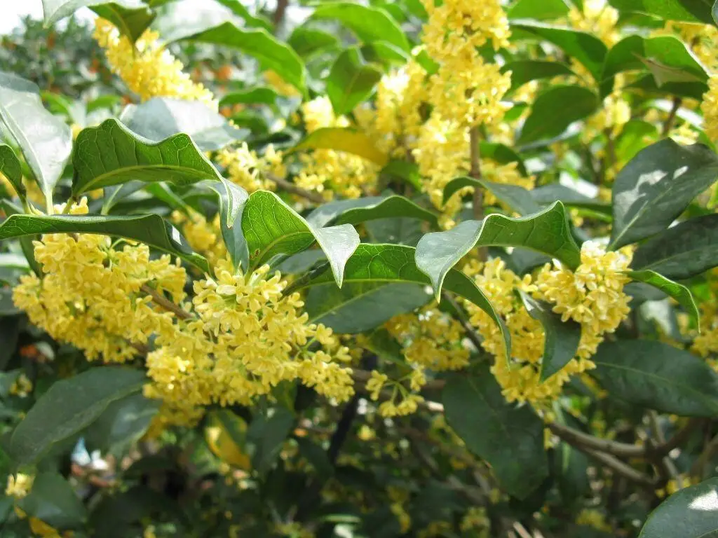 桂花什么时候开花？绝对不能错过的桂花金秋盛宴香满园