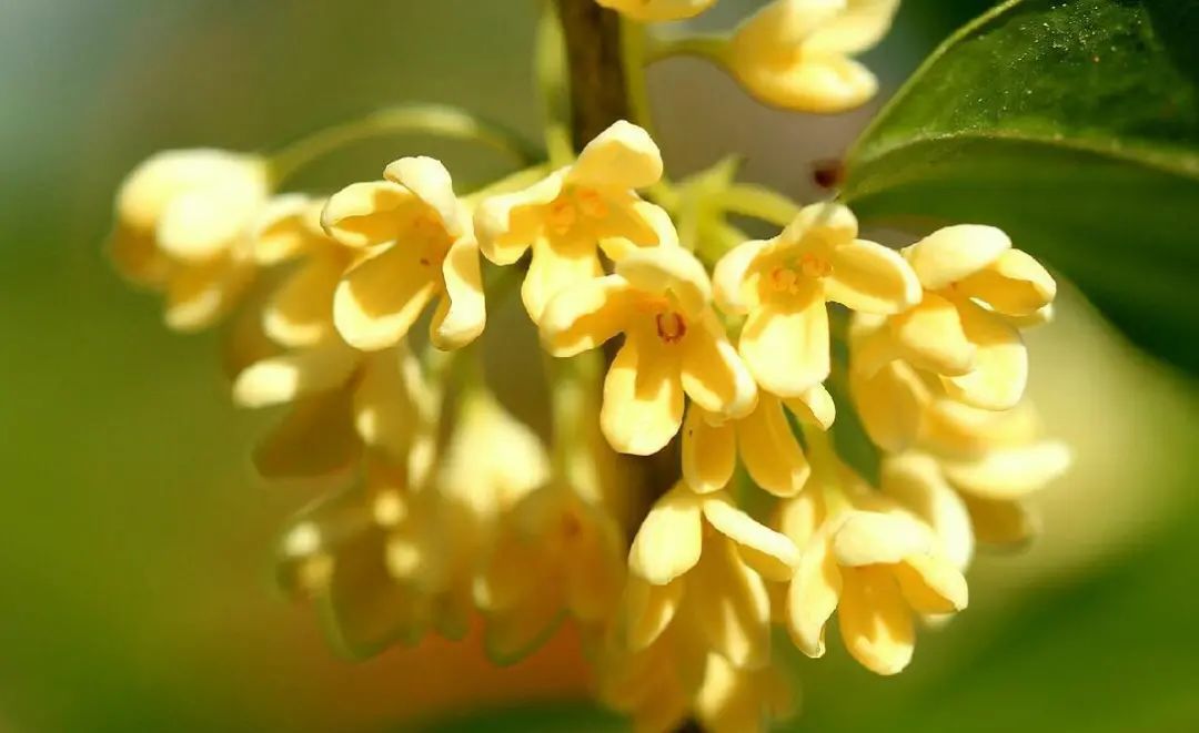 桂花花语大揭秘：一缕幽香，藏尽东方韵味与高雅寓意情操！