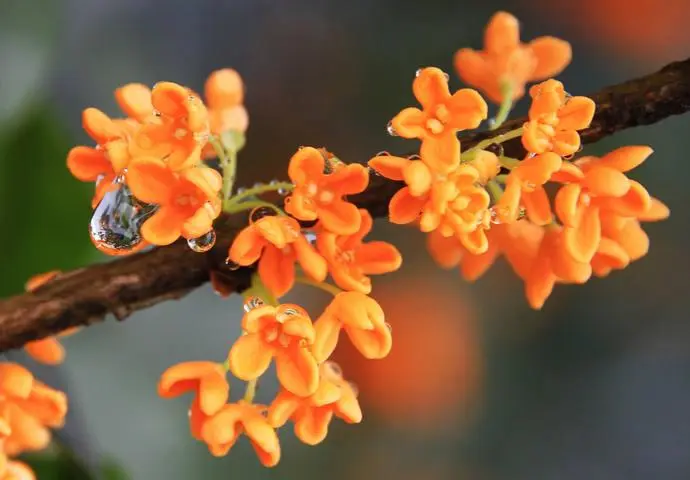 桂花花语大揭秘：一缕幽香，藏尽东方韵味与高雅寓意情操！