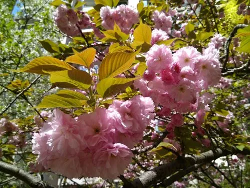 樱花树叶子变黄长虫眼怎么办？专家教你一键复活术迎接绚烂春天