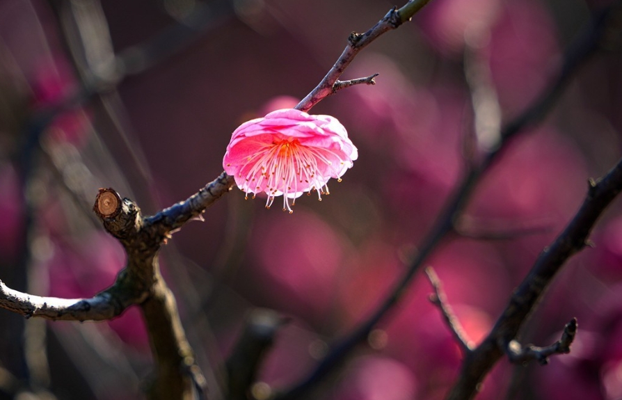 梅花不仅香自苦寒来，梅花更能结出意想不到的美味果实？