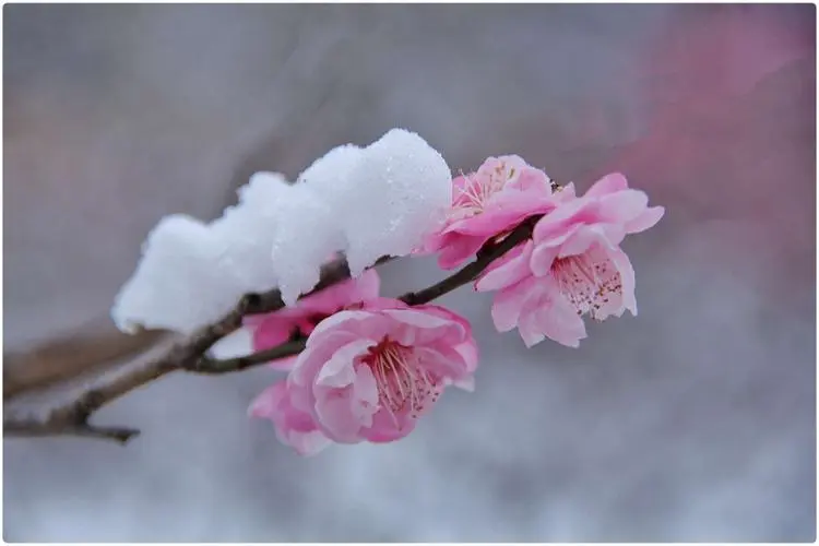 梅花不仅香自苦寒来，梅花更能结出意想不到的美味果实？