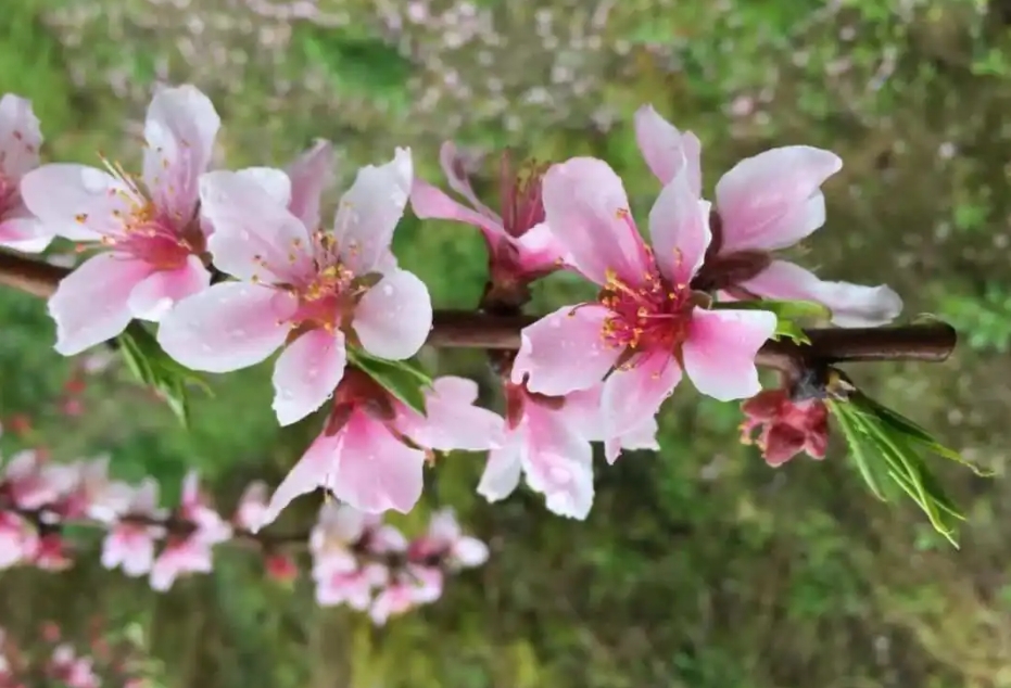 春日花语新发现：桃花是单花芽还是复花芽之谜，解开自然密码