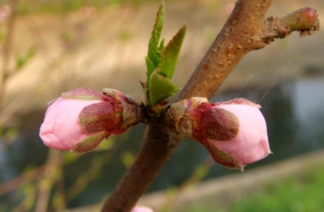 春日花语新发现：桃花是单花芽还是复花芽之谜，解开自然密码