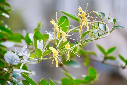 金银花几月份开花最多？金银花开，香满人间的绚烂时刻！