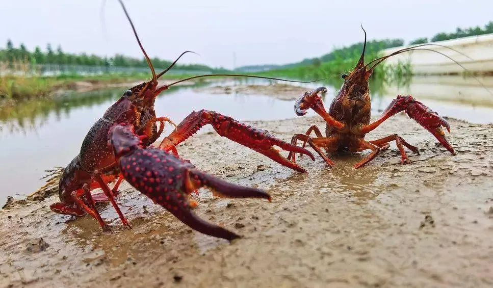 小龙虾竟然不是海鲜？海鲜界的‘伪装者’-小龙虾的神秘身份与美食魅力