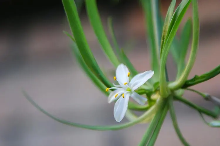 植物界的身份迷思：吊兰，你究竟是不是兰花家族的一员？