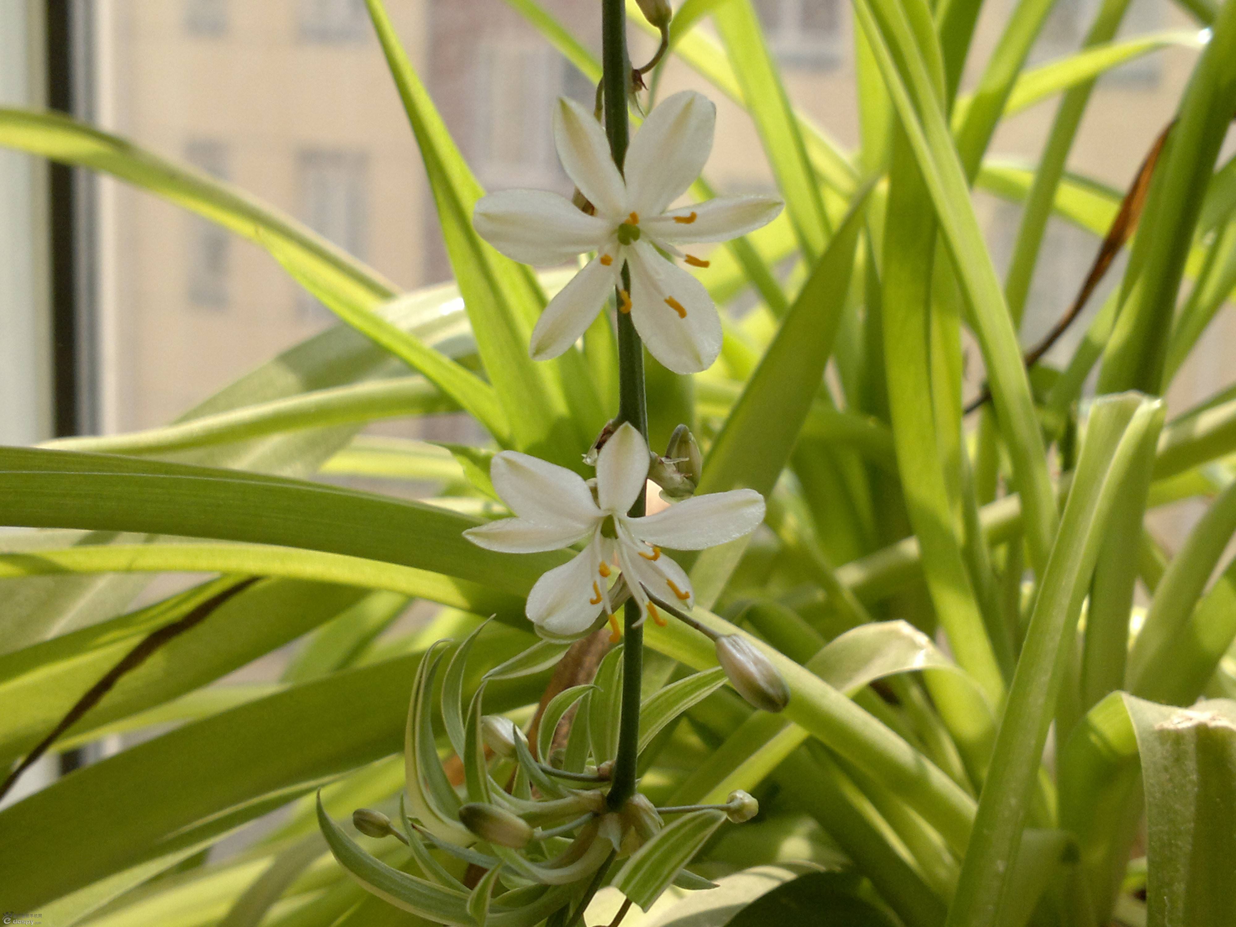 植物界的身份迷思：吊兰，你究竟是不是兰花家族的一员？