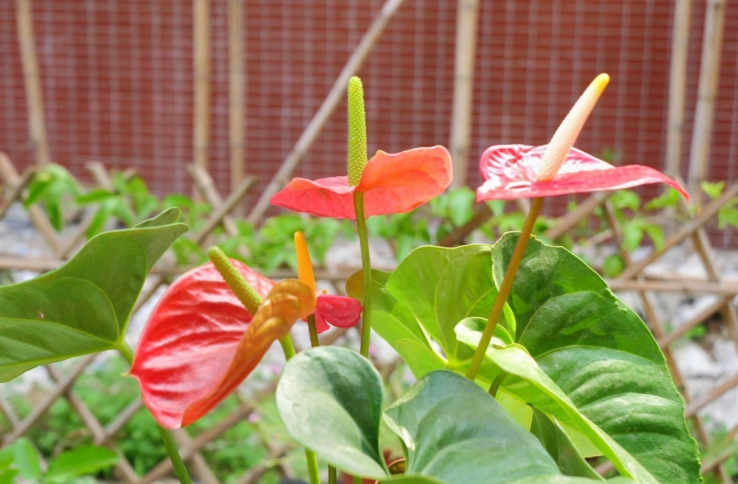 室内也能养出繁花似锦？红掌花的家养秘诀大公开！