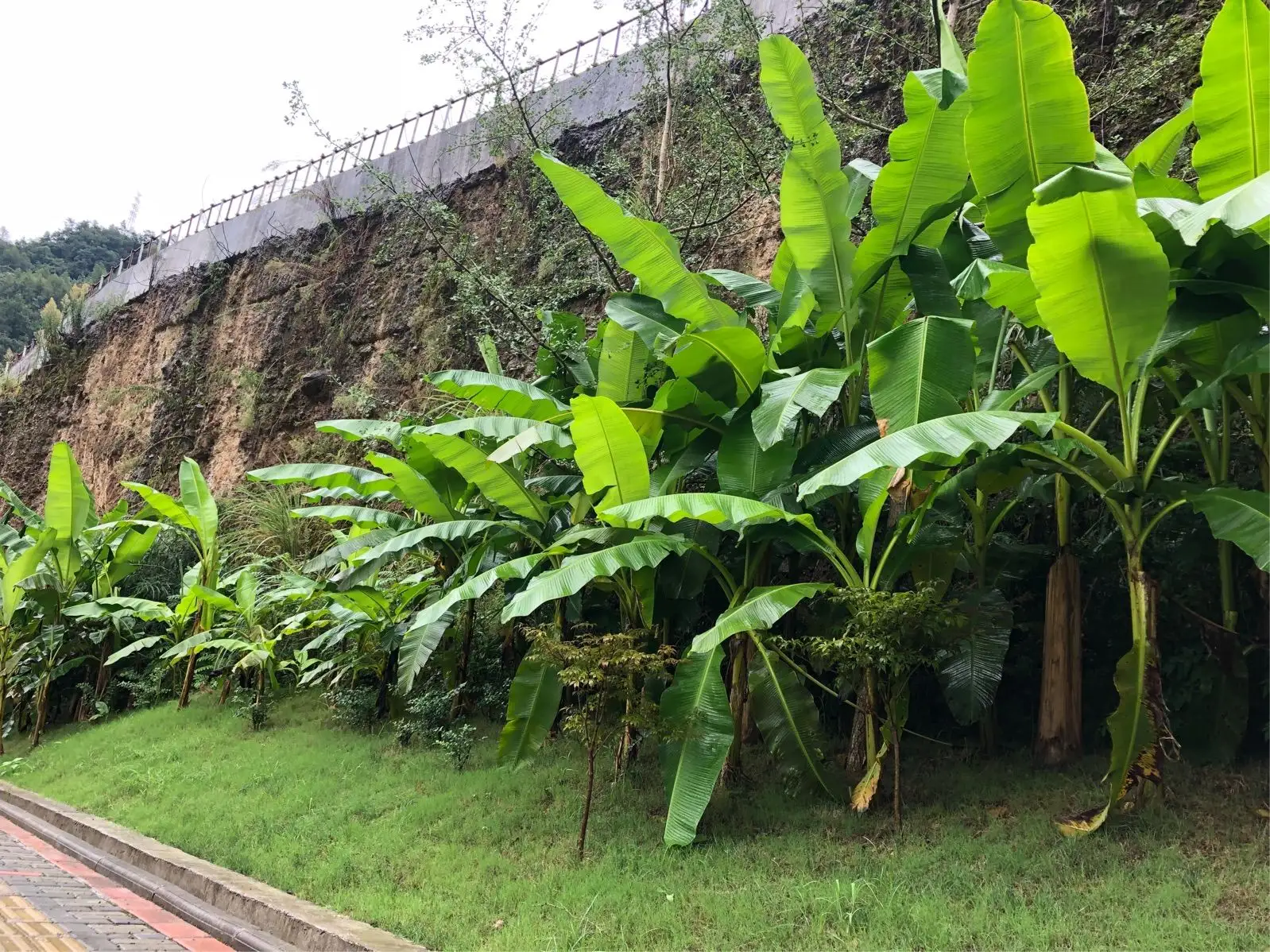 从热带雨林到都市花园-芭蕉树适应性超强的绿化新宠