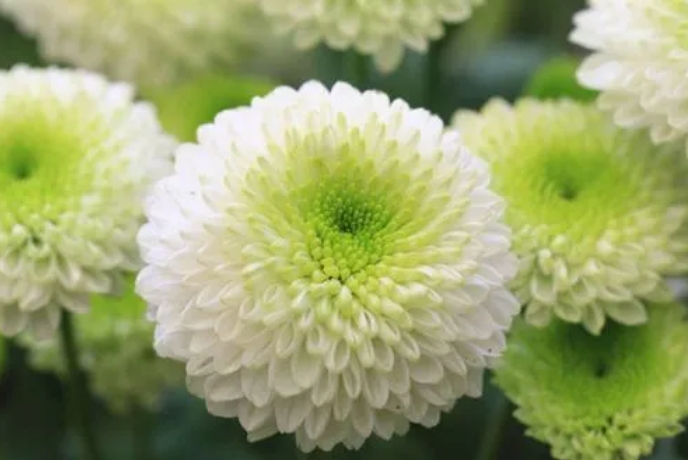 从种子到花海，东洋菊养殖技巧大公开，打造日式风情庭院！