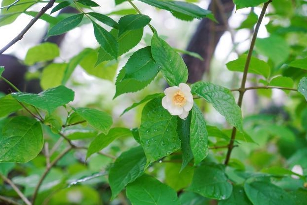 从夏到冬，蜡梅双骄：夏蜡梅与腊梅的区别绝美碰撞