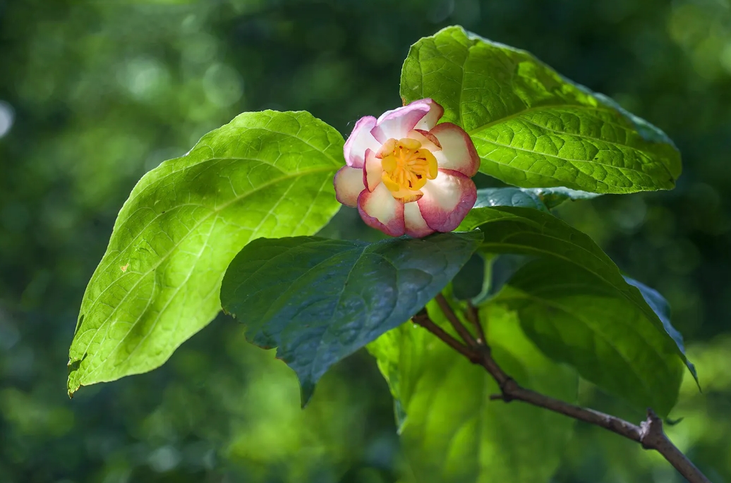 从夏到冬，蜡梅双骄：夏蜡梅与腊梅的区别绝美碰撞