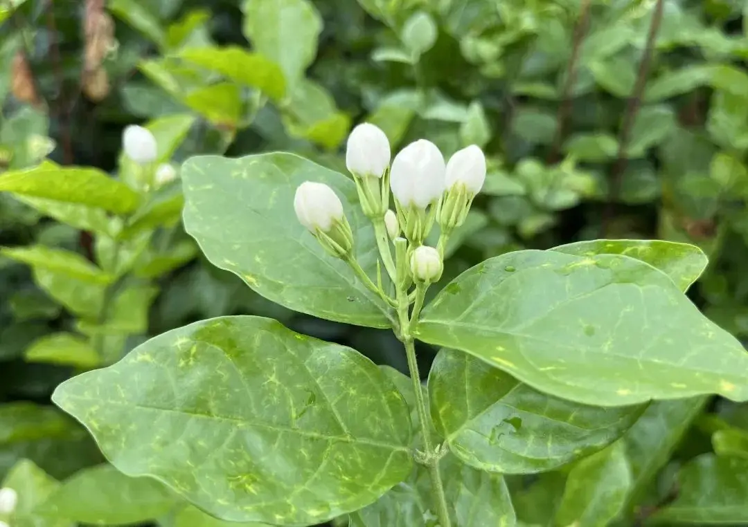 茉莉花种子发芽开花秘籍大公开！让你的阳台秒变芬芳花海！