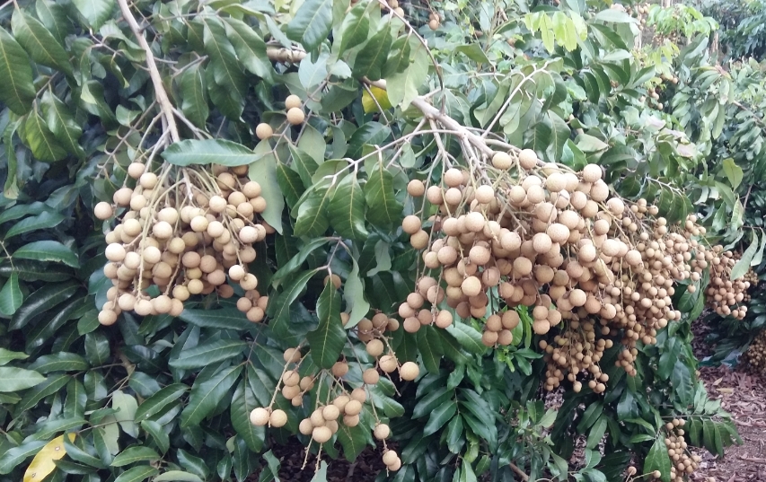 桂圆树种植最佳气候土壤条件，轻松收获甜美果实