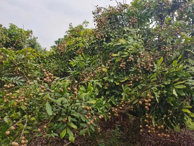 桂圆树种植最佳气候土壤条件，轻松收获甜美果实