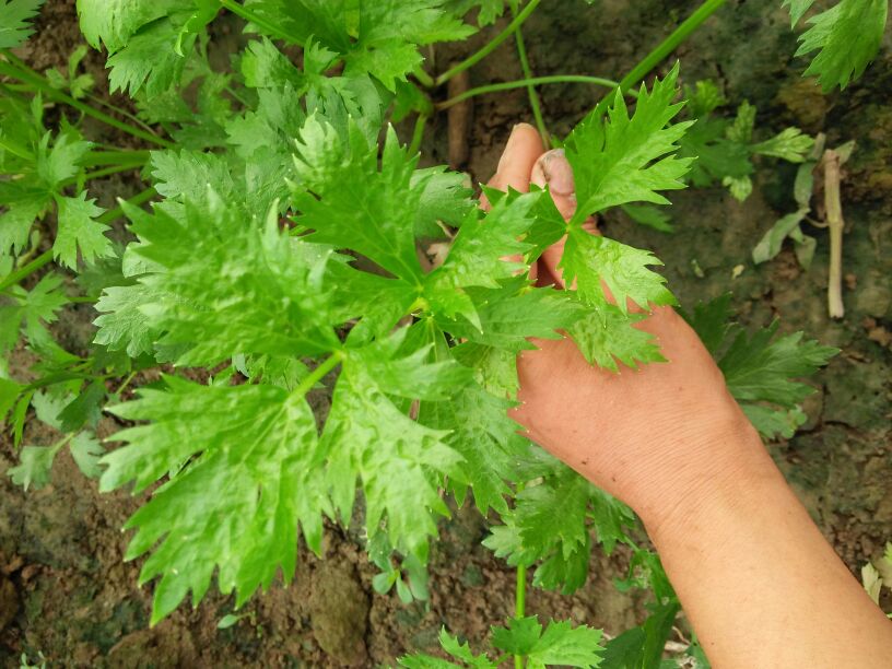 芹菜的叶子为什么吃起来味道怪怪的？那是你不懂它的好！