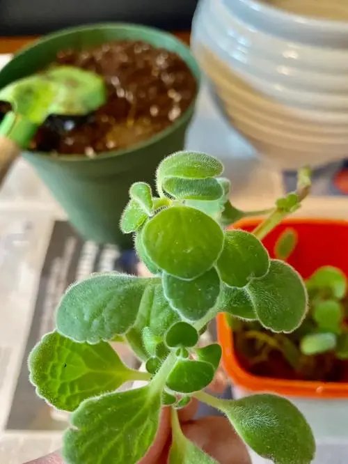 绿植新宠碰碰香扦插生根技巧，轻松打造满室芬芳