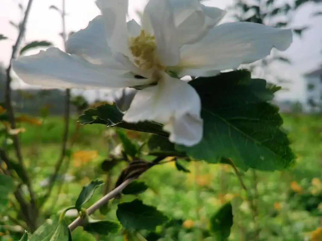 木槿花遭遇白色小飞虫侵袭？别怕这里有你急救策略