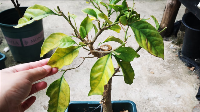 告别三角梅掉叶掉花‘秋日哀歌’，轻松打造美丽花园。