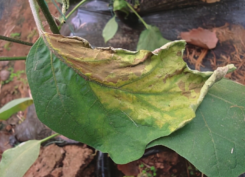 专家为你解答茄子叶片突然变黄是什么病害，远离种植黄叶危机