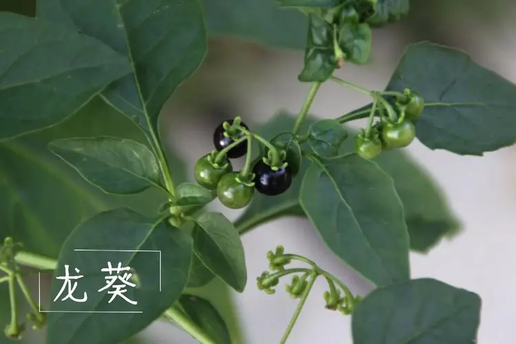 误食有风险！龙葵果实毒性大起底，安全意识不可少！