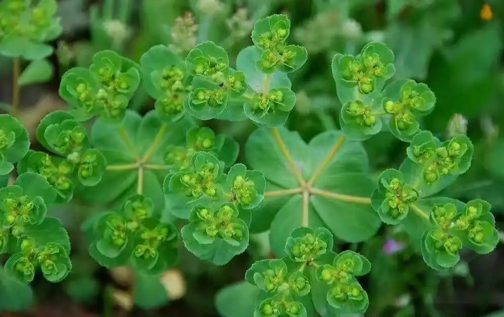 泽漆千年中草药的别名，神奇药用价值震撼你的认知！