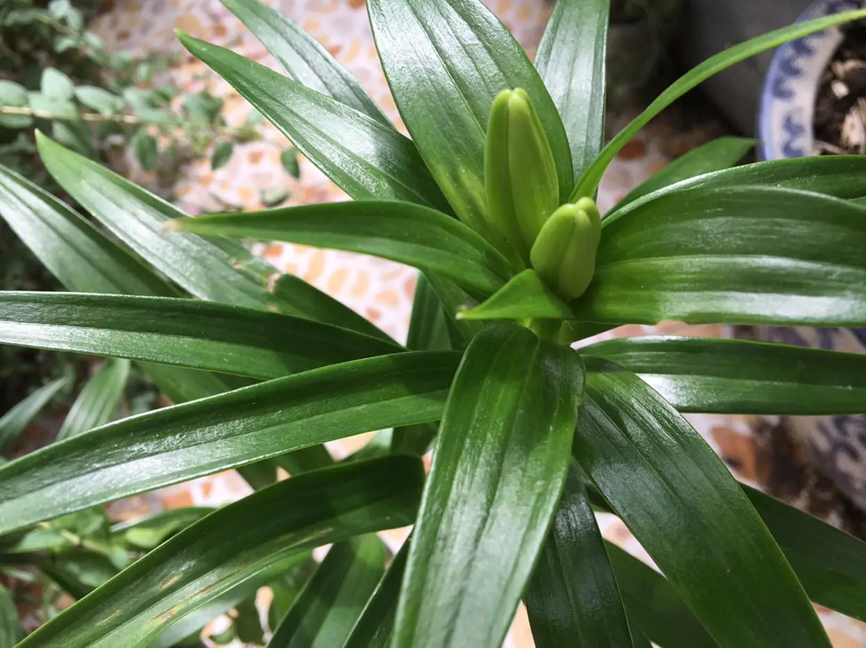 百合花的四季恋歌：百合花一年多次开花的自然奇迹