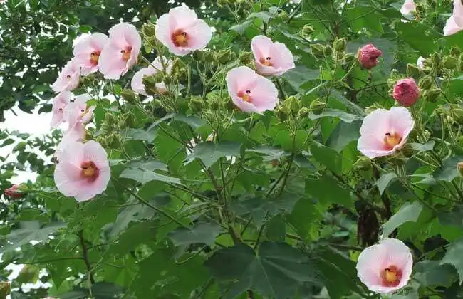 芙蓉花是美容圣品也是守护健康卫士，你不可不知的芙蓉花药用宝藏！