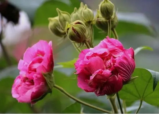 芙蓉花是美容圣品也是守护健康卫士，你不可不知的芙蓉花药用宝藏！