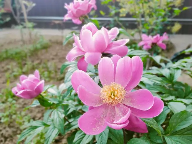 芍药花开，院中风水大翻盘：一花一世界，院中种植有玄机！