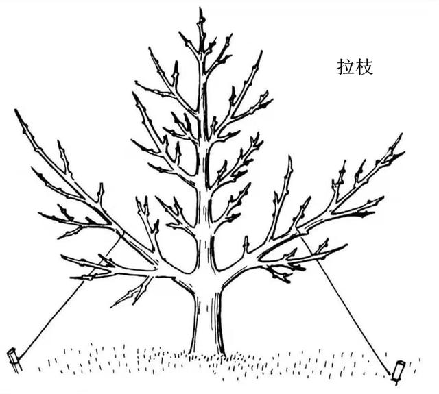 春日里的魔法剪：樱花树修剪全攻略，让美丽不再只是瞬间！