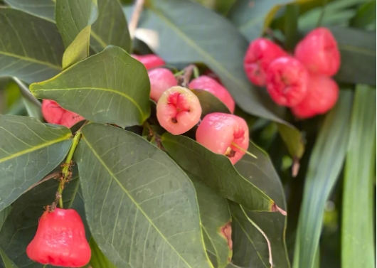 莲雾种植生长环境与温度要求，助你轻松培育美味果实