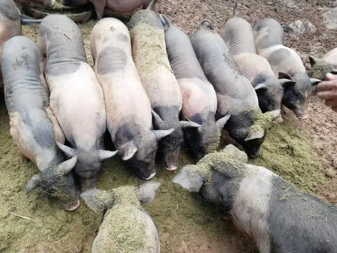 养猪新革命！牧草和豆渣哪种饲料让猪群膘肥体壮，效益翻倍！