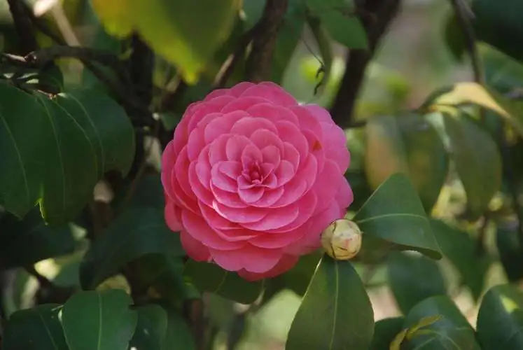 茶花与山茶花名字一字之差，却是各有千秋的花卉传奇！