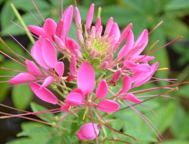 醉蝶花播种选对月份，让你的花园成为夏日最耀眼的花海！