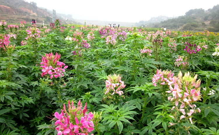 醉蝶花播种选对月份，让你的花园成为夏日最耀眼的花海！