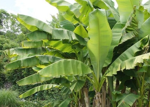 从叶脉到根系，深度剖析芭蕉单子叶植物还是双子叶植物？