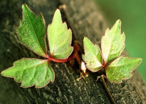 常春藤是爬山虎植物吗？从科属到习性都不同的两大明星绿植。