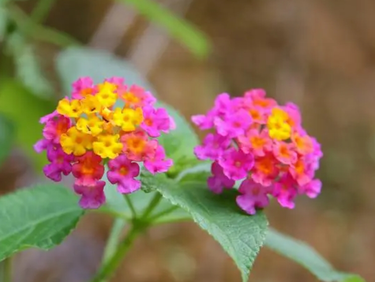 五色梅一年开几次花？掌握养护技巧花开不断