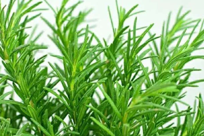 <b>迷迭香是草本还是木本植物？从叶子到茎干属性介绍。</b>