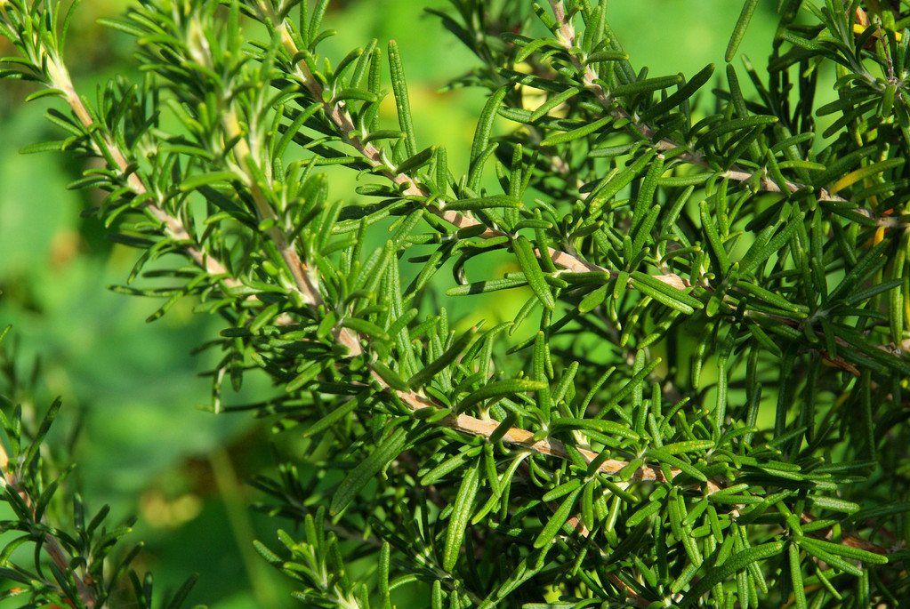 迷迭香是草本还是木本植物？从叶子到茎干属性介绍。