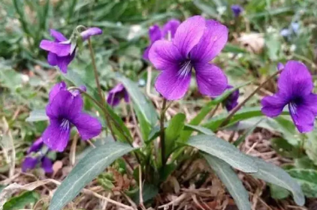 紫花地丁是蒲公英吗？形似神非的两种植物花卉