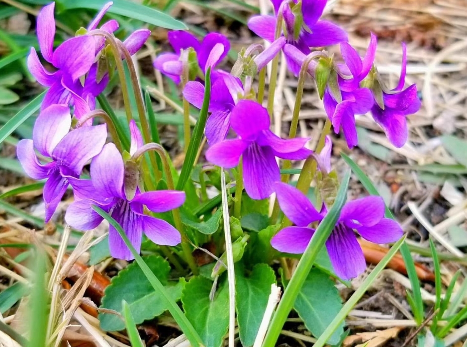 紫花地丁是蒲公英吗？形似神非的两种植物花卉