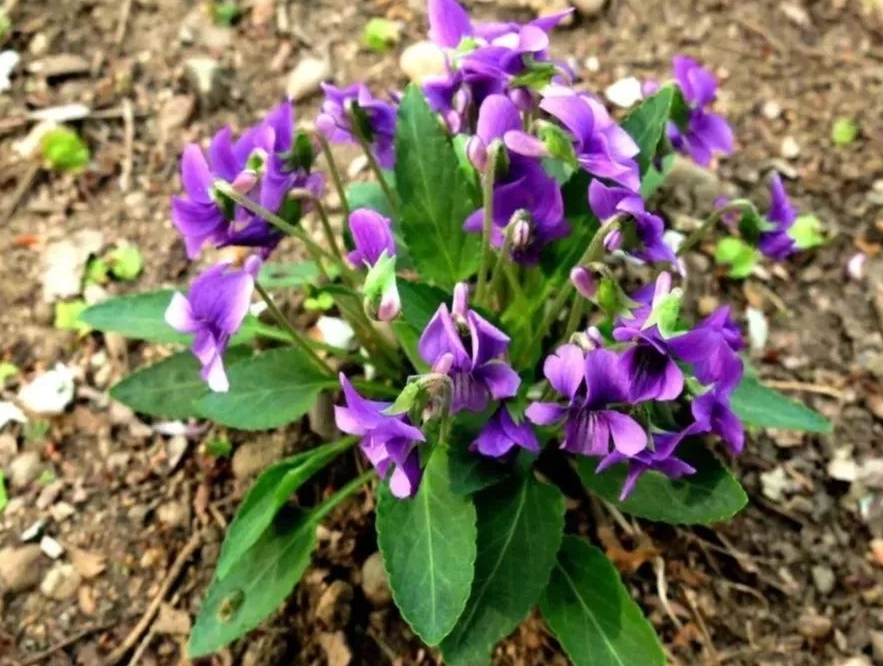 紫花地丁是蒲公英吗？形似神非的两种植物花卉