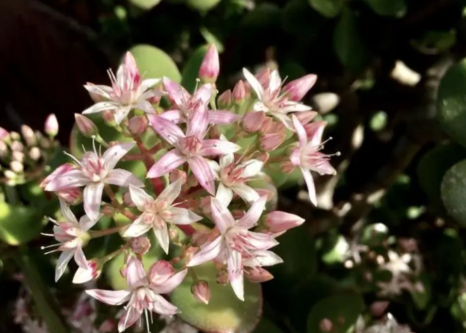 燕子掌会开花吗？罕见花期之美，科学养护待花开。